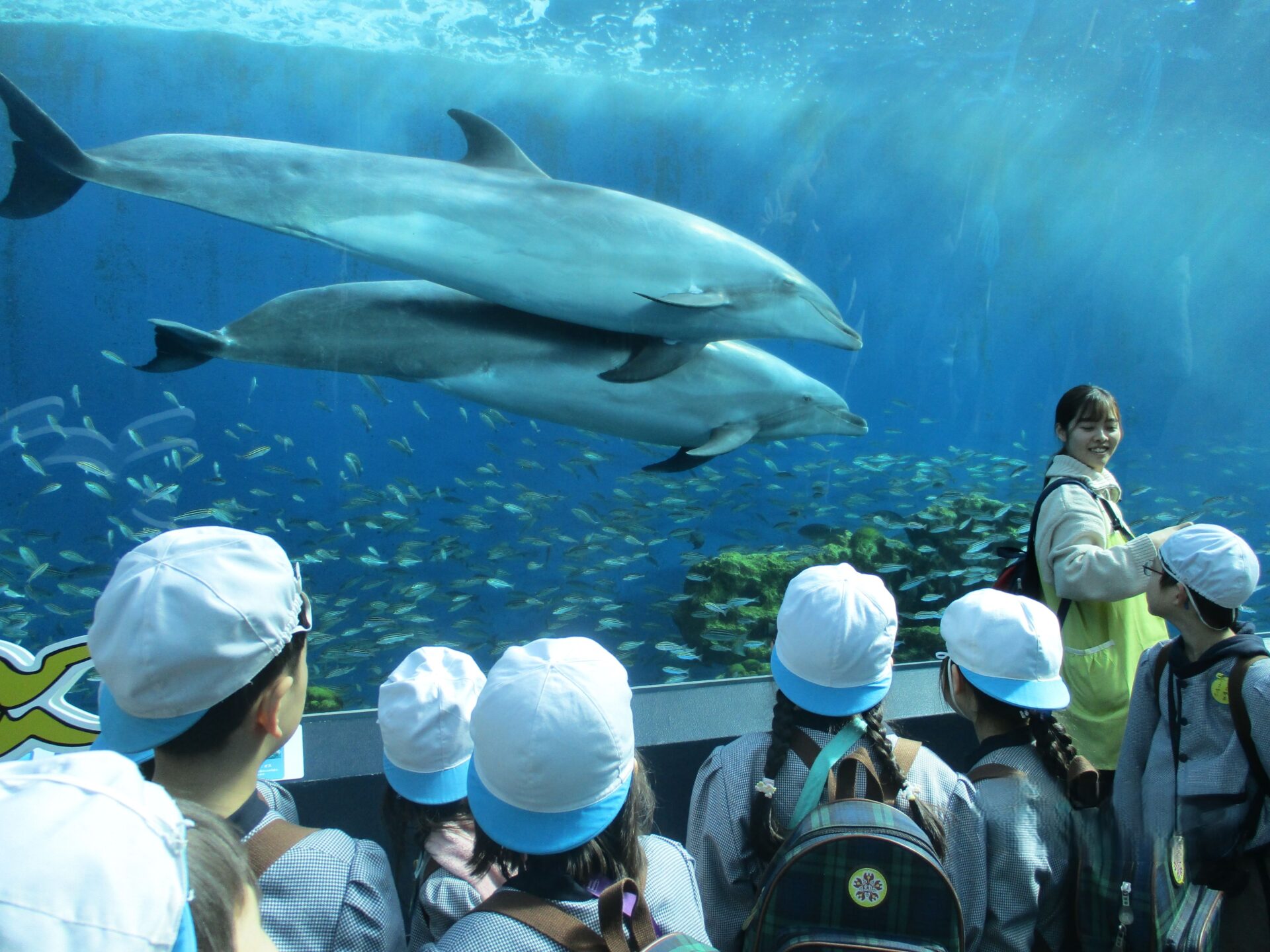 水族館でイルカを見る園児の写真